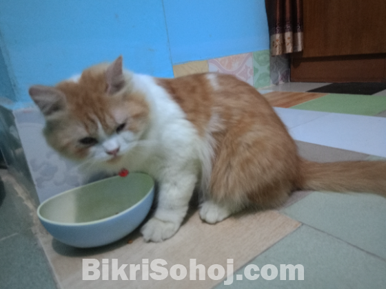 পারশিয়ান মেইল ক্যাট